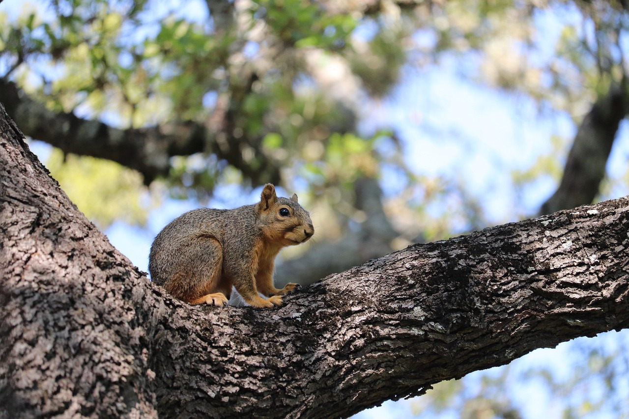 Effective Ways to Secure Your Backyard